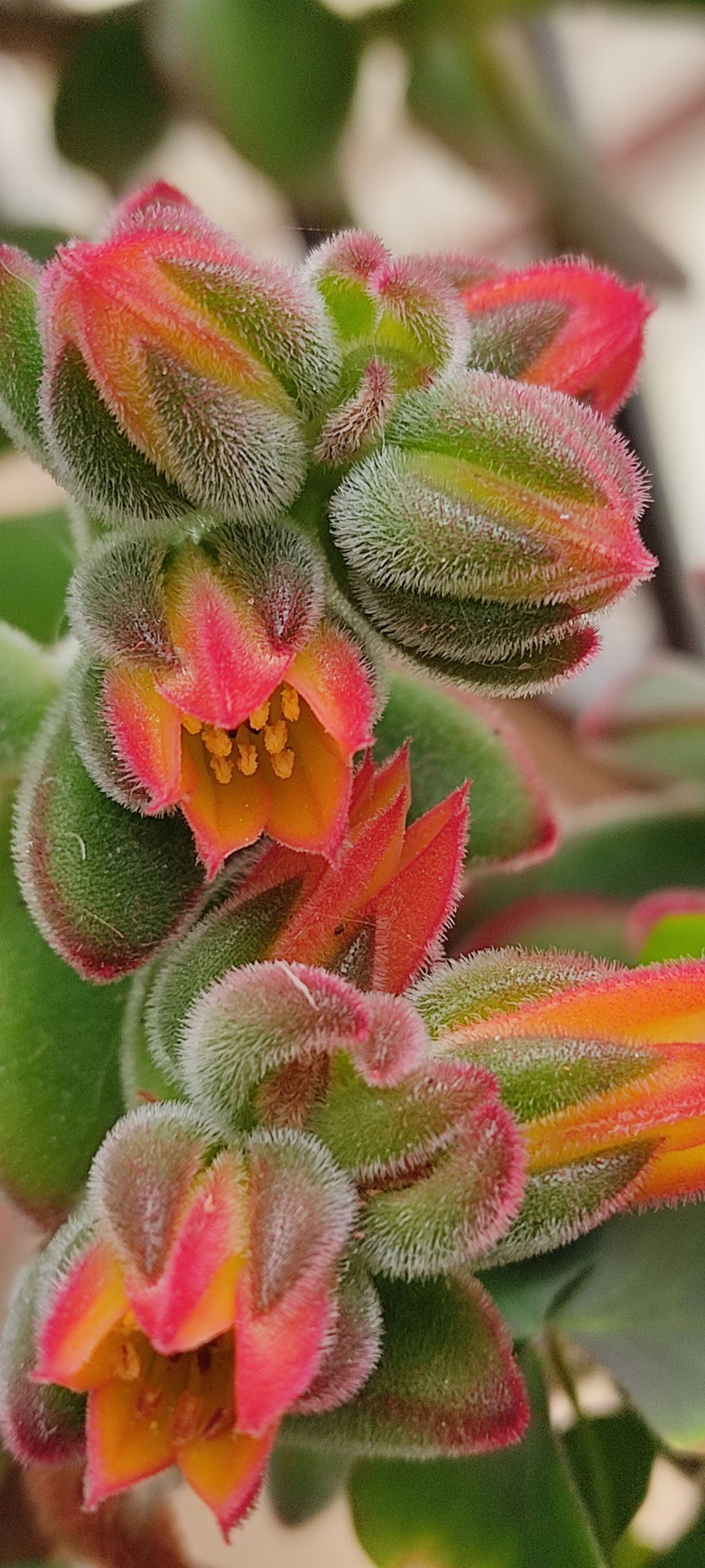 V_detalls planta2